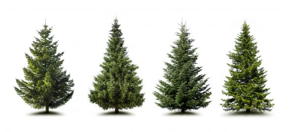 Cost of Pine Tree Trimming in Placerville
