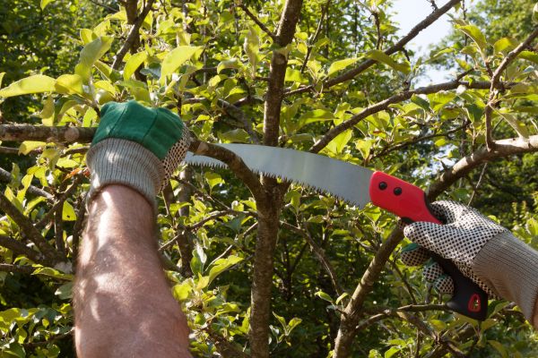 Apple Tree Trimming in Placerville