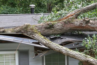 Storm-Damaged Tree on Roof